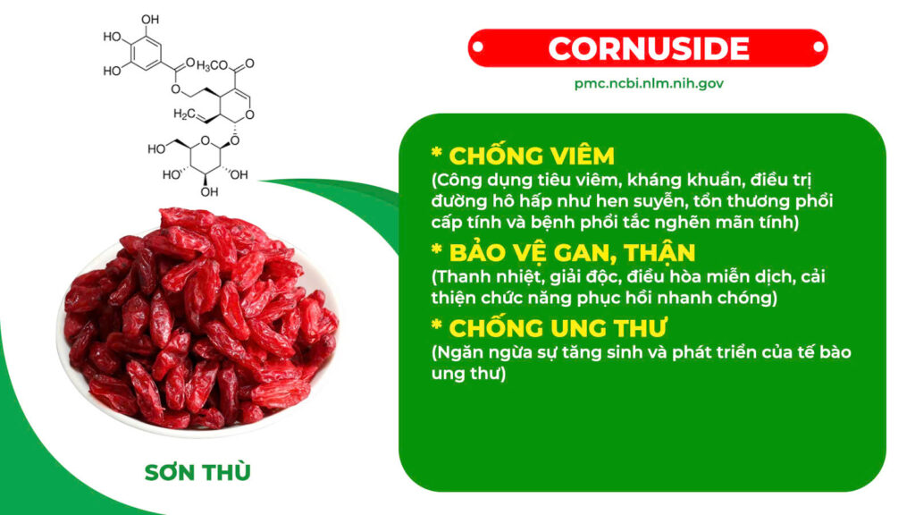 Thành phần hoá học Nhân sâm bổ phổi