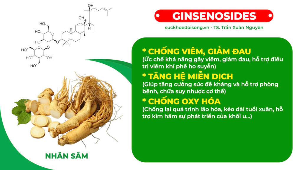 Thành phần hoá học Nhân sâm bổ phổi