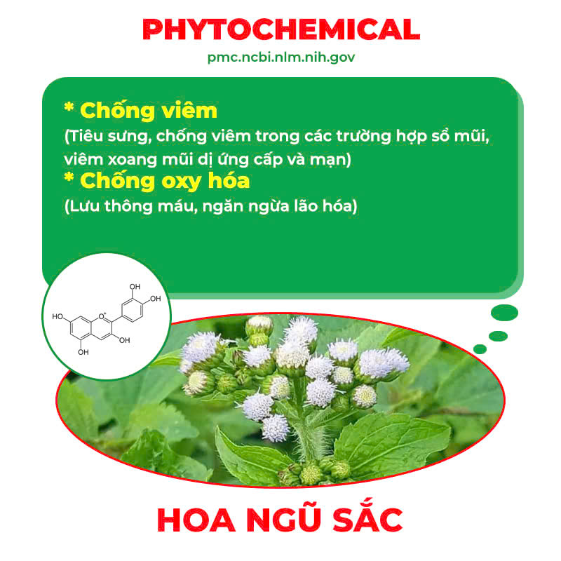 Thành phần hoá học hạ khô thảo 