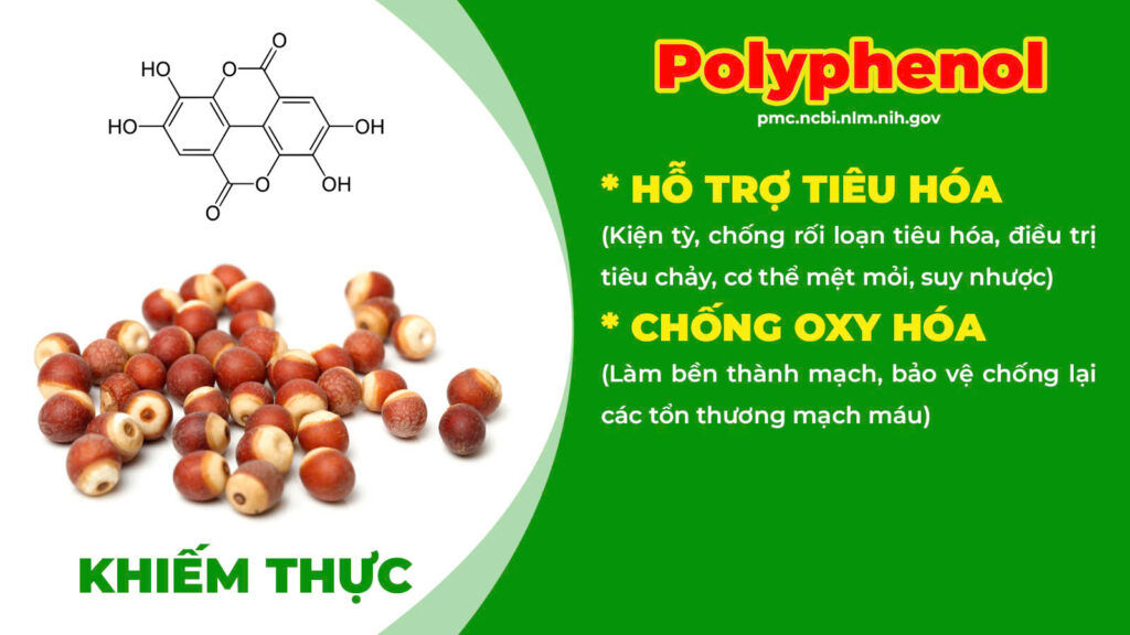 Thành phần hoá học kiện tỳ ích khí 