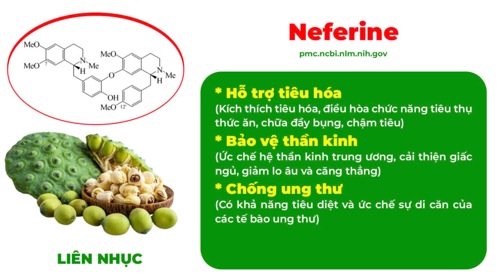 Thành phần hoá học Dáng ngọc 