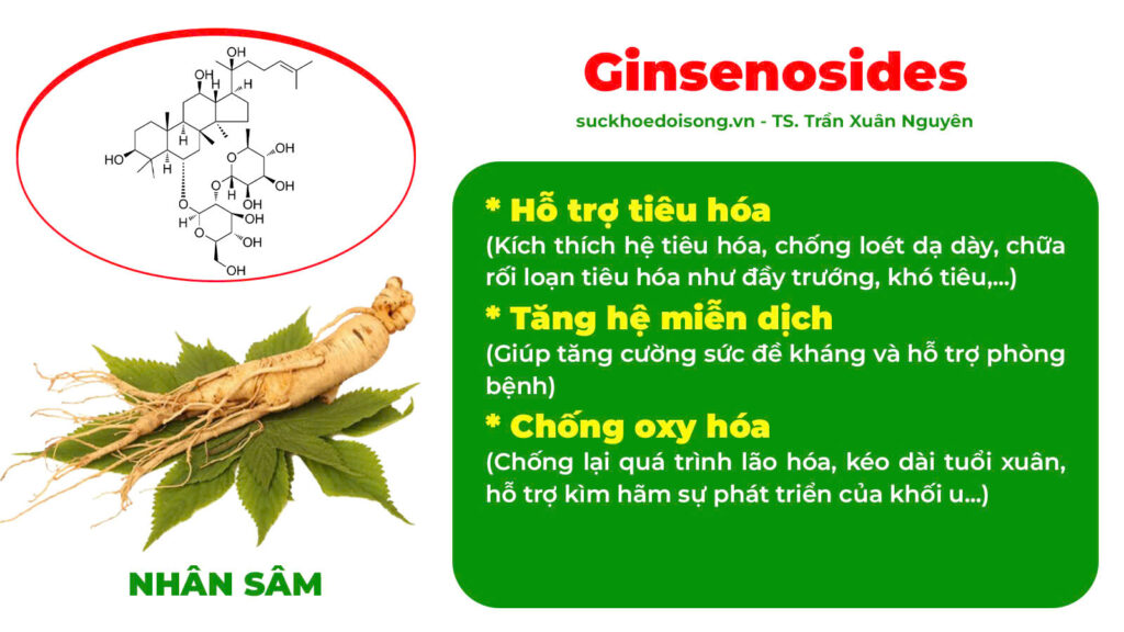 Thành phần hoá học Dáng ngọc 