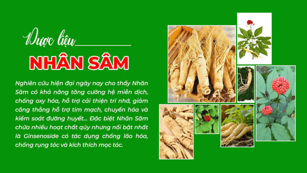 Câu chuyện dược liệu nhân sâm (bổ doanh)