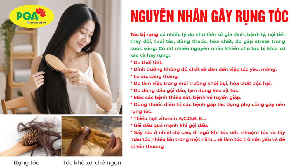 Nguyên nhân gây nên rụng tóc (PQA Bổ doanh)