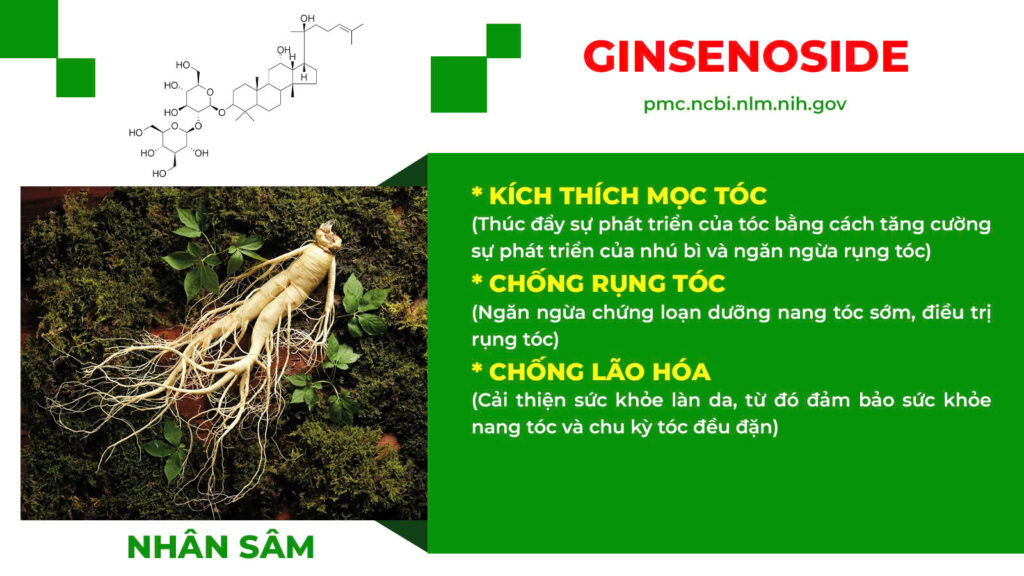 Thành phần hoá học bổ doanh 