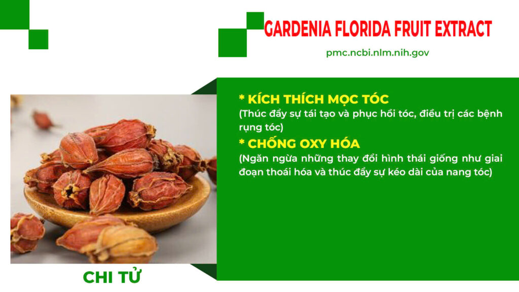Thành phần hoá học bổ doanh 