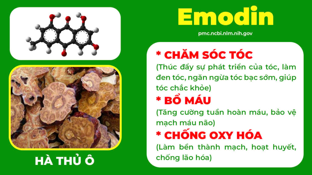 Thành phần hoá học trường xuân 