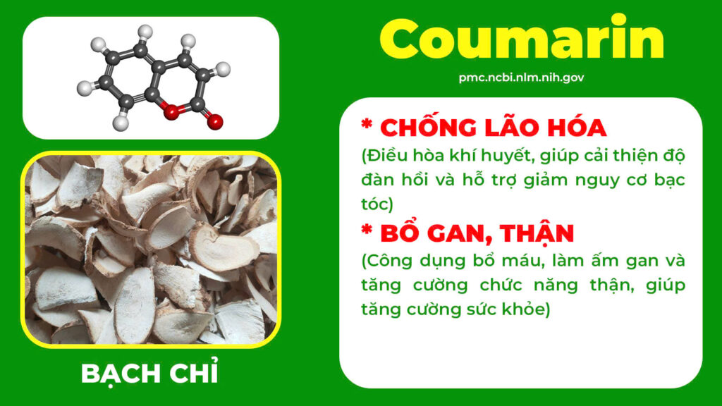 Thành phần hoá học trường xuân 