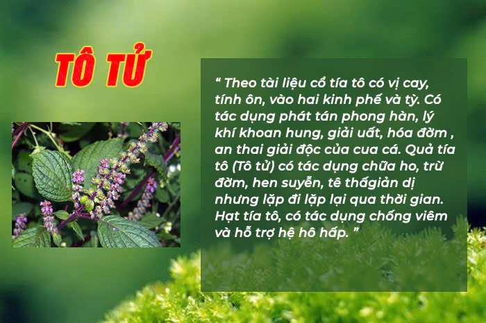 Câu chuyện dược liệu Tô tử - Hen phế quản