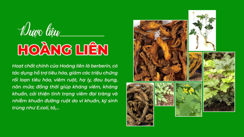Câu chuyện hoàng liên
