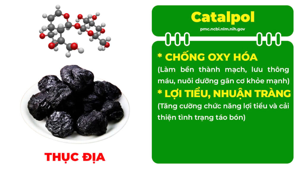 Thành phần hoá học Mệnh môn thuỷ viên nang