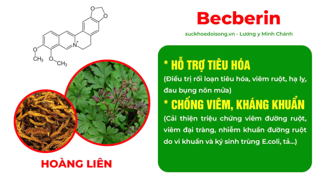 Thành phần hoá học hoàng liên 