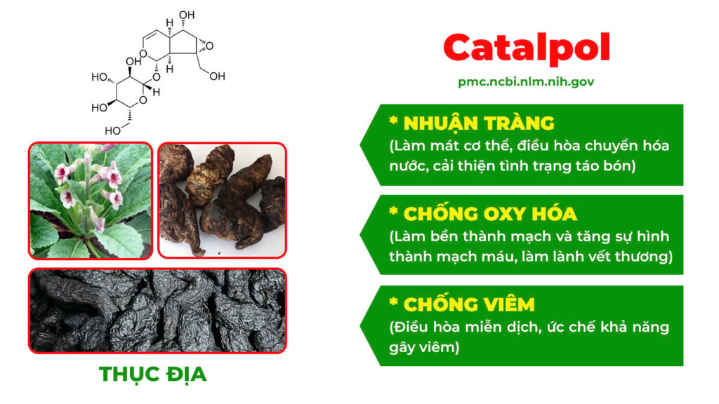 Thành phần hoá học táo kết 