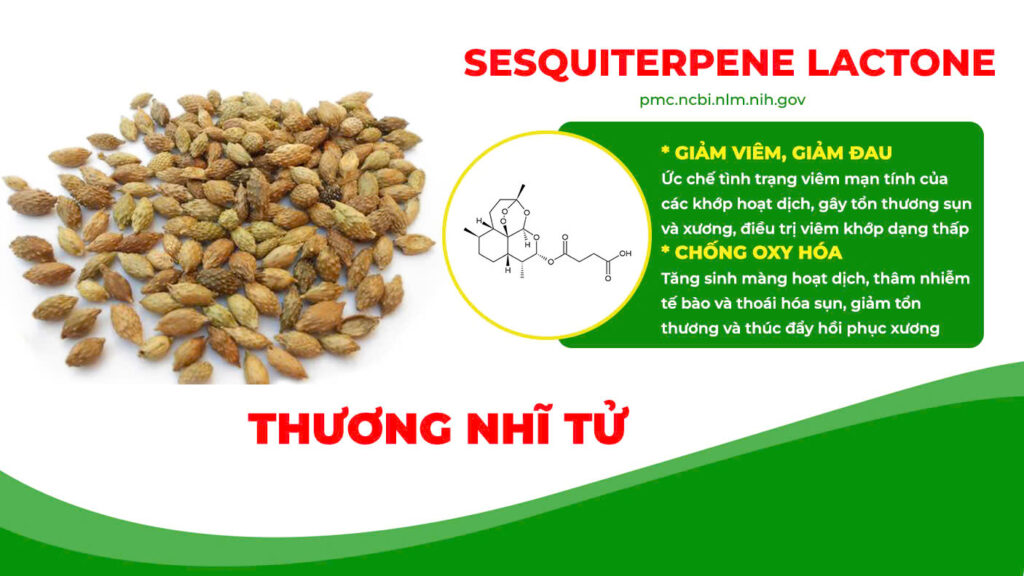 Thành phần hoá học xương khớp viên nang 