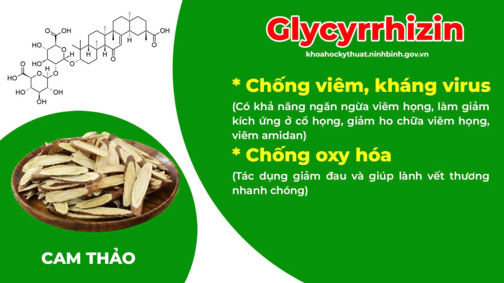 Thành phần hoá học thuốc amidan