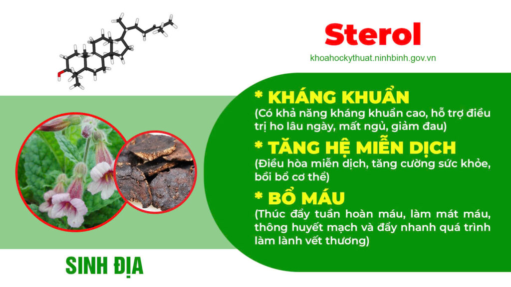 Thành phần hoá học bổ phế nâu