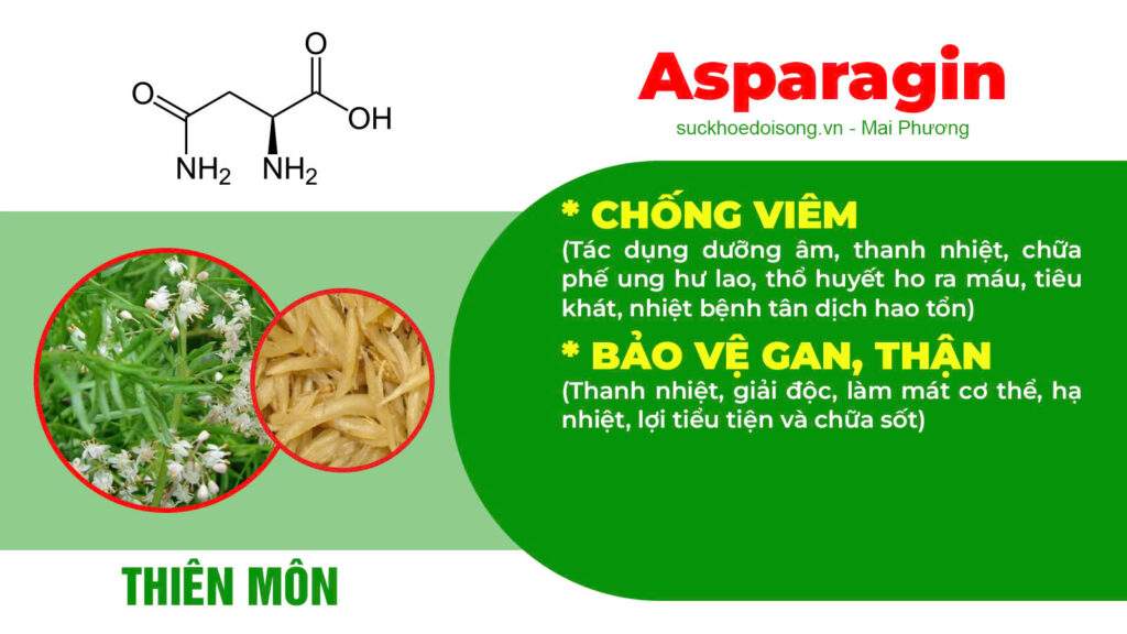 Thành phần hoá học bổ phế nâu