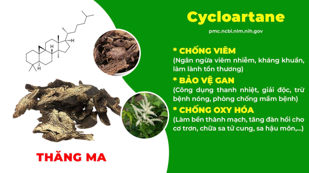 Thành phần hoá học ích khí thăng dương
