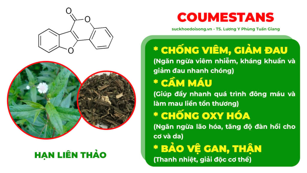 Thành phần hoá học Chỉ huyết 