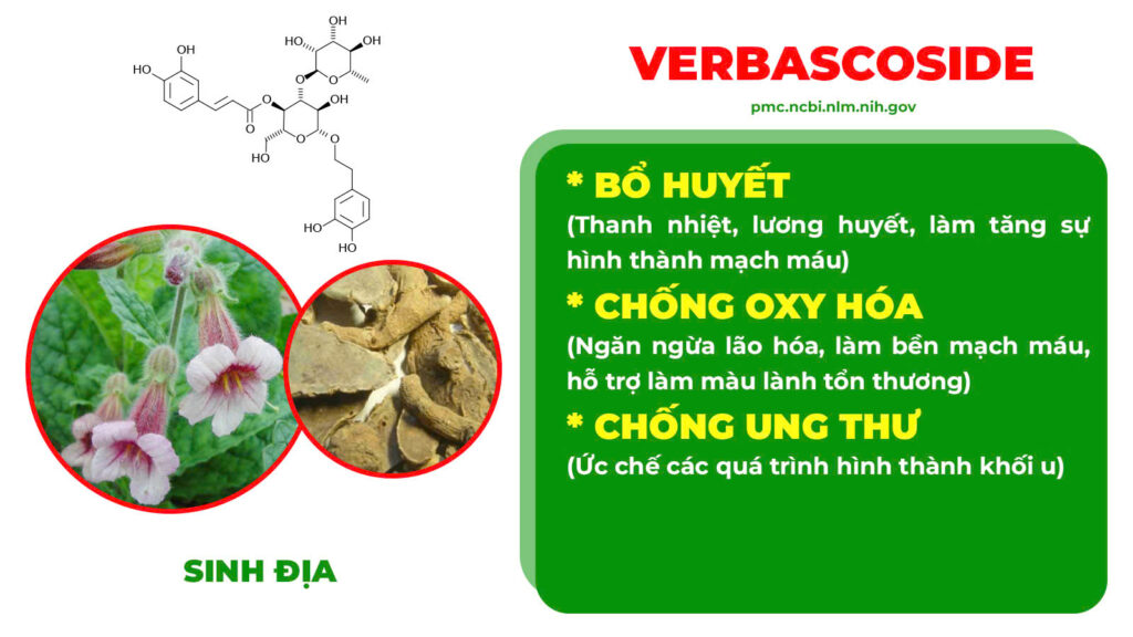 Thành phần hoá học Chỉ huyết 