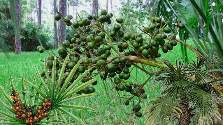 cây bấc lùn 