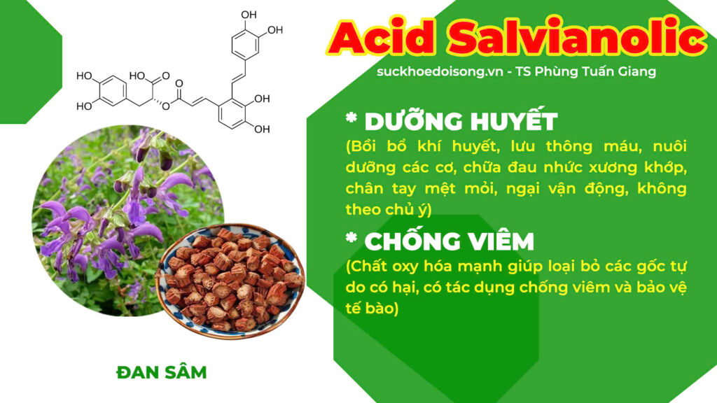 Thành phần hoá học Phòng phong 