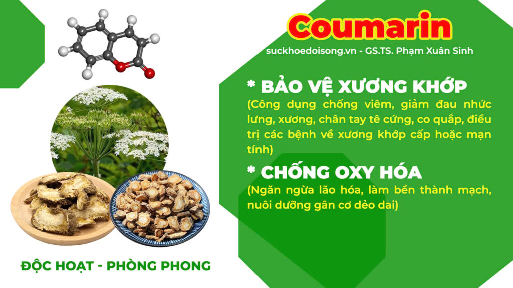 Thành phần hoá học Phòng phong 