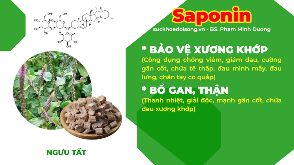 Thành phần hoá học Phòng phong 