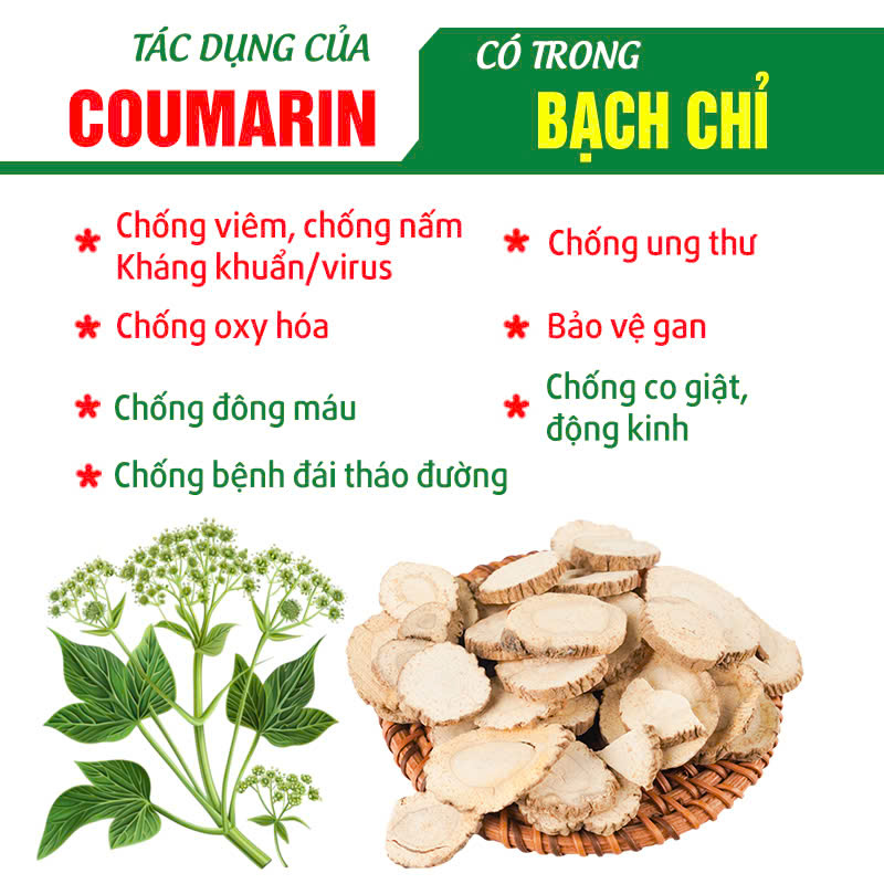 Bạch chỉ