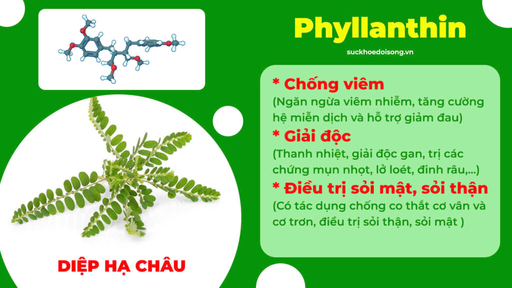 Thành phần hoá học mát gan siro
