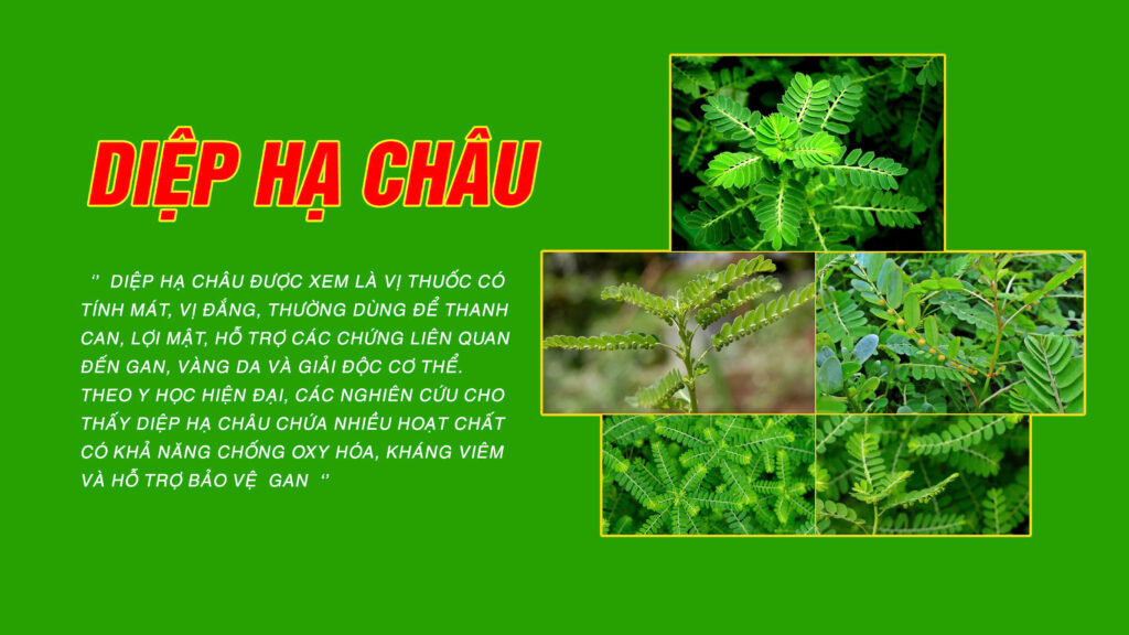 Câu chuyện dược liệu Diệp dạ châu (PQA Viên bổ gan)