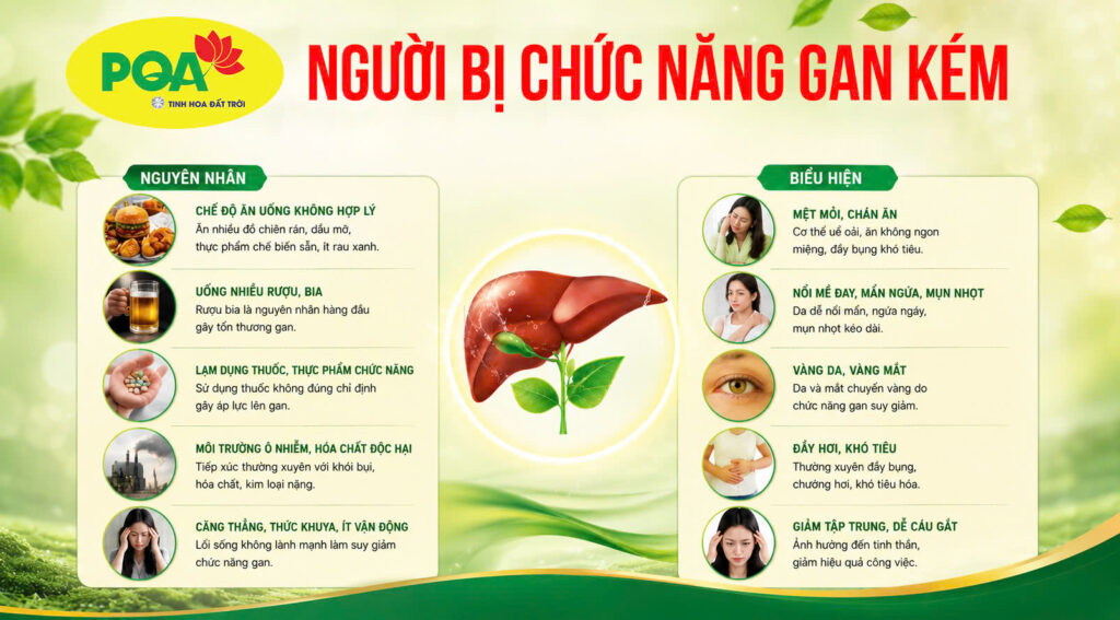 Nguyên nhân và biểu hiện của người bị chức năng gan kém
