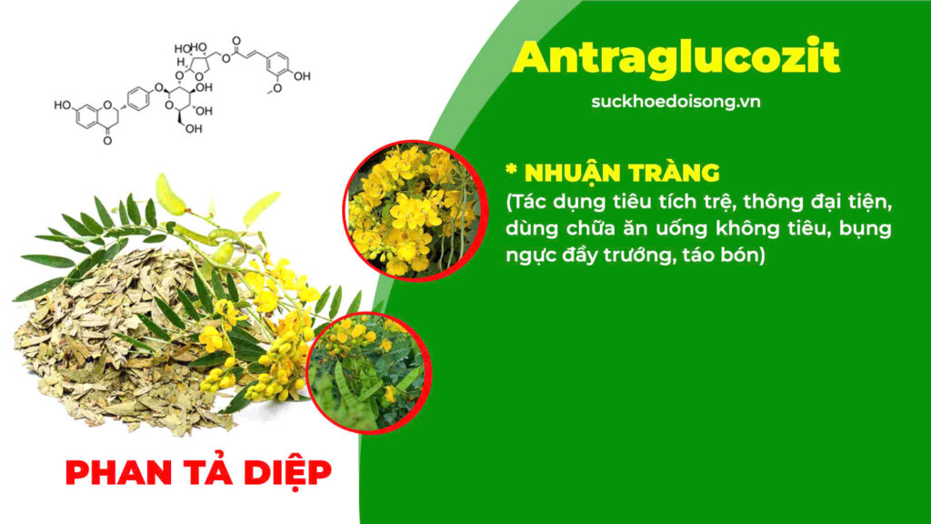 Thành phần hoá học nhuận trường 