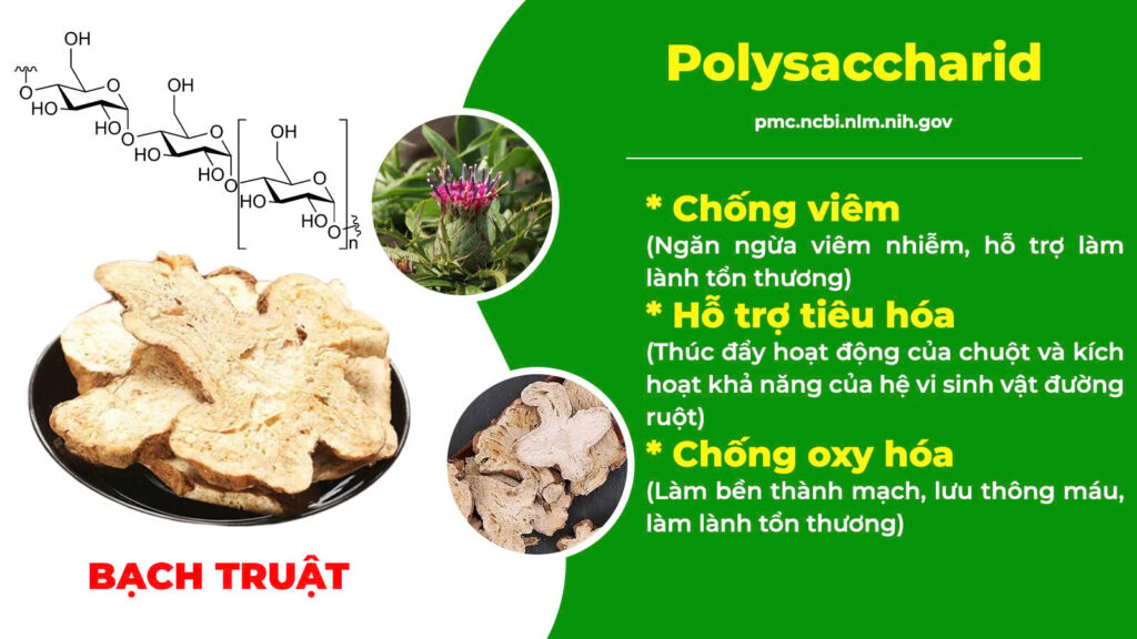 Thành phần hoá học kiện tỳ ích khí new 