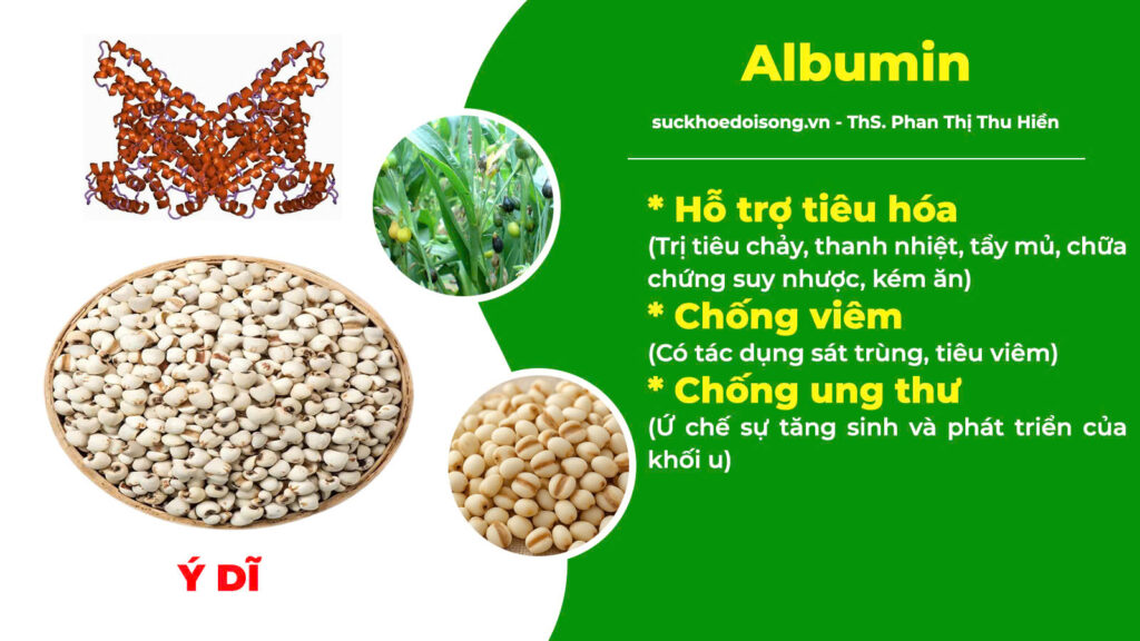 Thành phần hoá học kiện tỳ ích khí new 