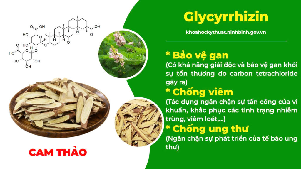 Thành phần hoá học kiện tỳ ích khí new 