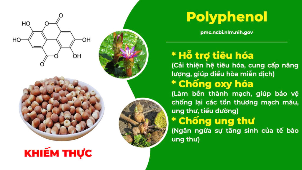 Thành phần hoá học kiện tỳ ích khí new 