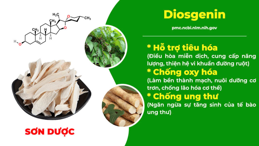 Thành phần hoá học kiện tỳ ích khí new 