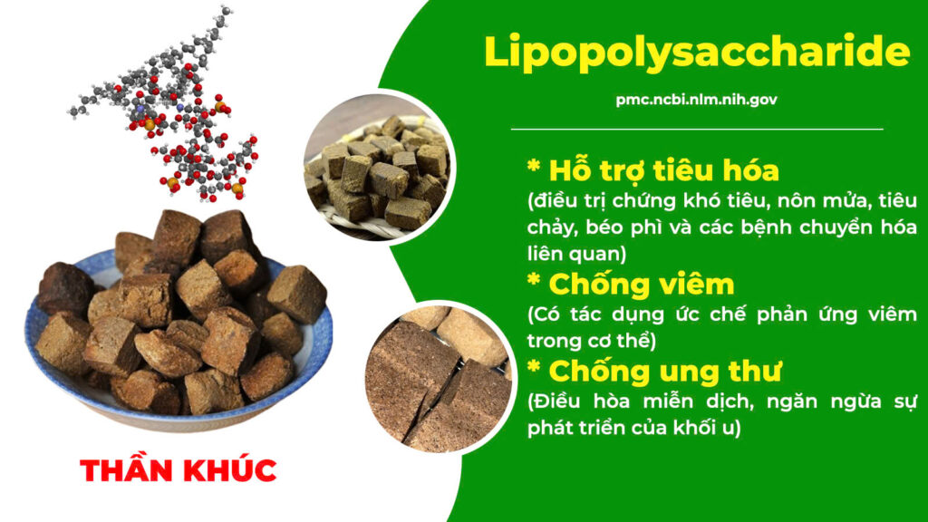 Thành phần hoá học kiện tỳ ích khí new 