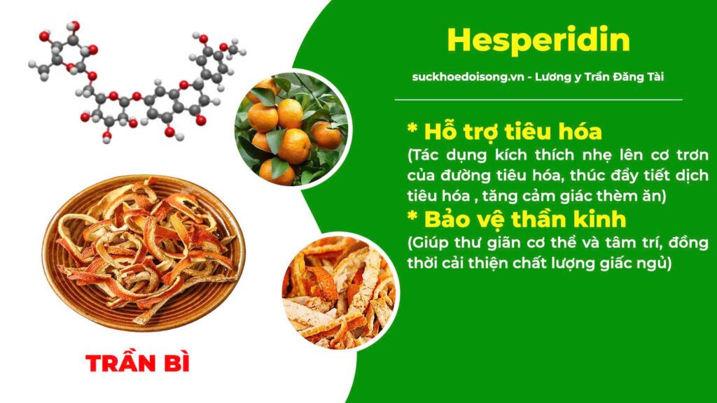 Thành phần hoá học kiện tỳ ích khí new 