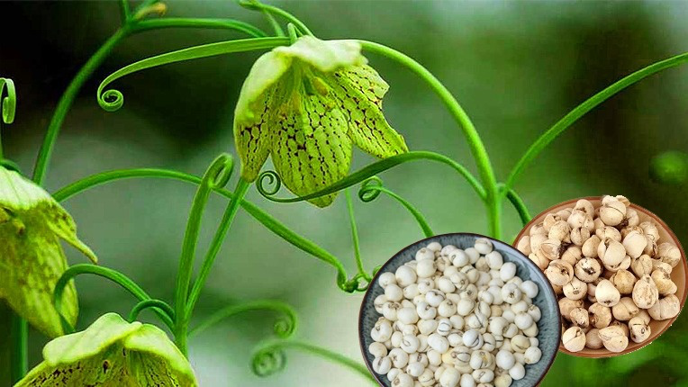 Bối mẫu