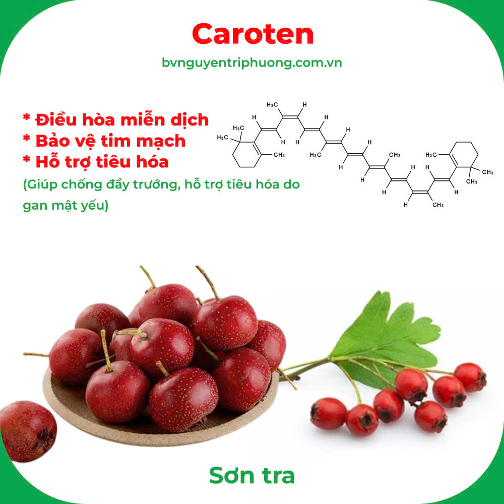 Thành phần hoá học