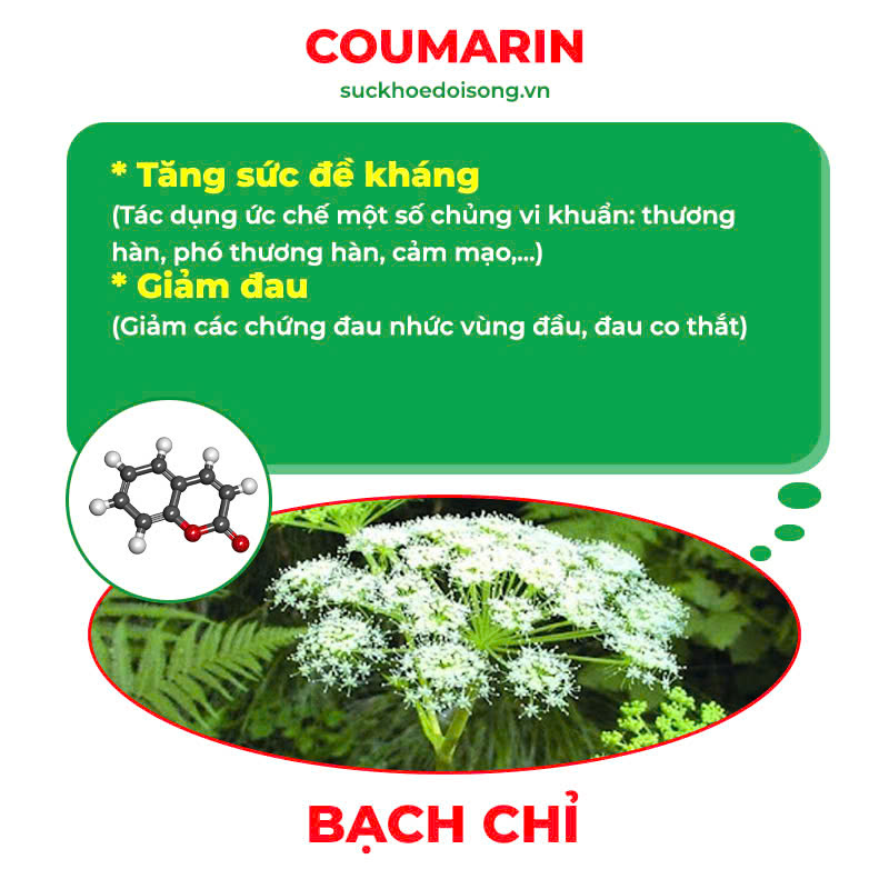 Thành phần hoá học