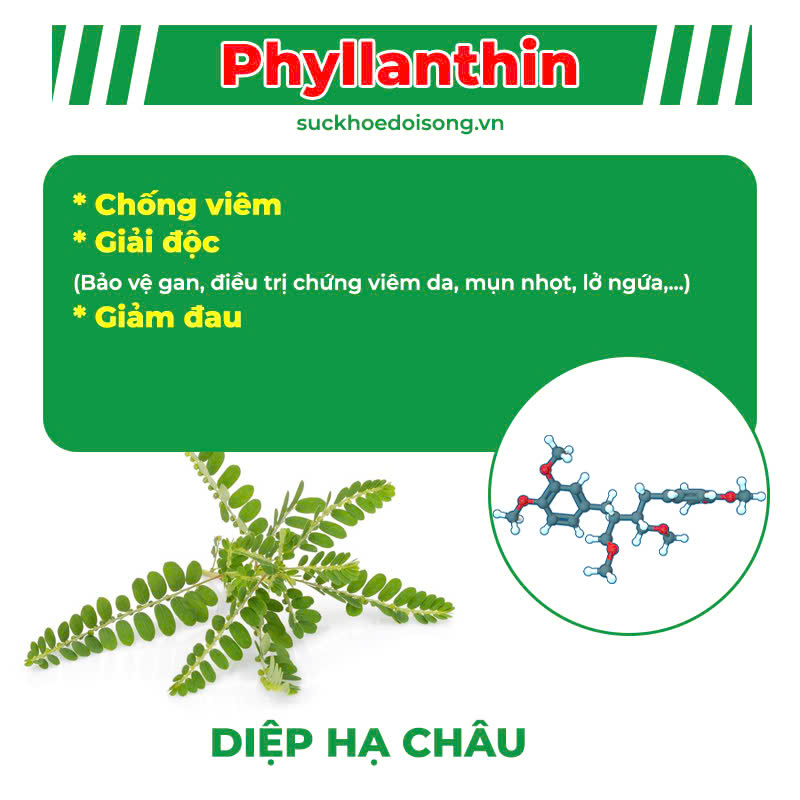 Thành Phần Hoá Học Mát Gan siro 