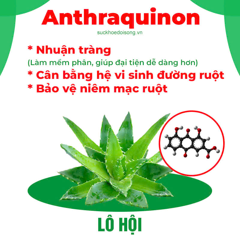 Thành phần hoá học Nhuận tràng siro
