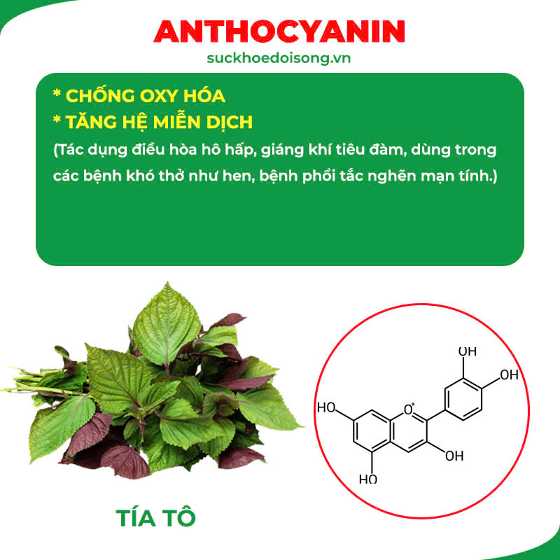 Thành phần hoá học Ngọc Tố Nữ