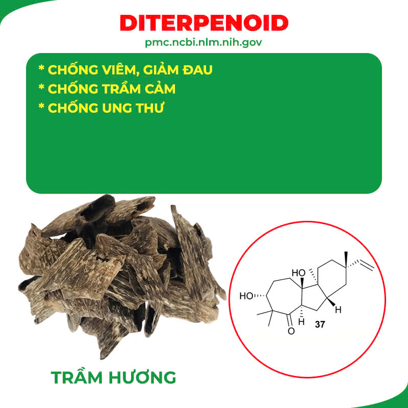 Thành phần hoá học Ngọc Tố Nữ