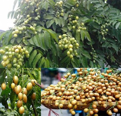 Dược liệu quất hồng bì
