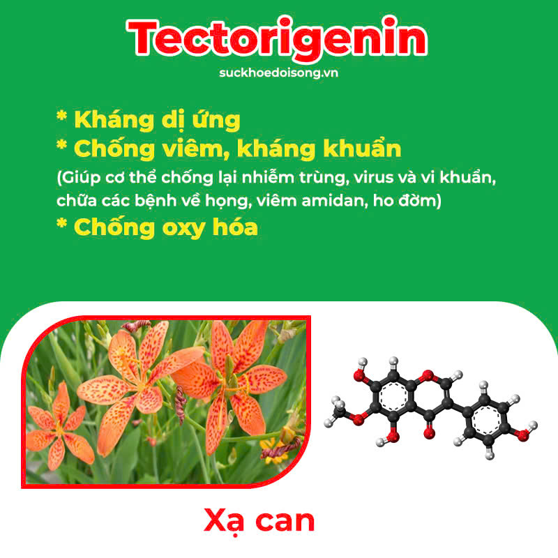 Thành phần hoá học Amidan