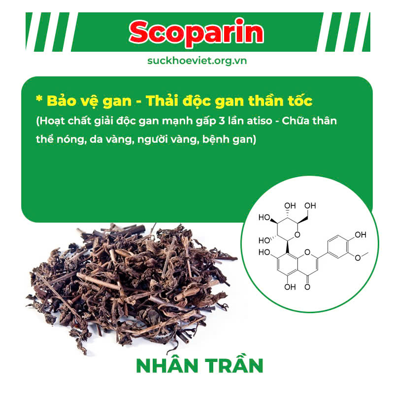 Thành phần hoá học Mát Gan ống